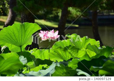 横浜市 三溪園の清らかな蓮の花 横浜市 三溪園の清らかな蓮の花 140097129