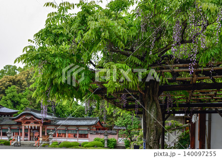 西院春日神社 六尺藤・御賜之藤 西院春日神社 六尺藤・御賜之藤 140097255