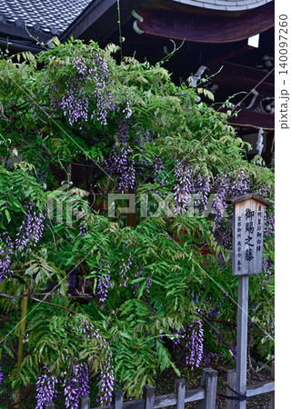 西院春日神社　六尺藤・御賜之藤 140097260