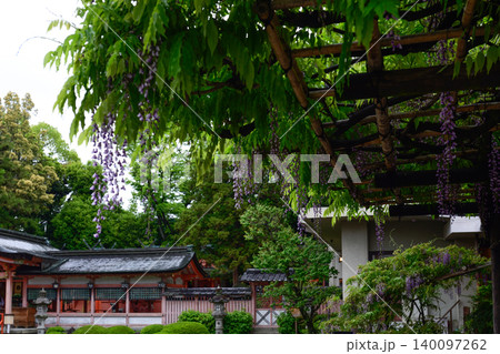 西院春日神社　六尺藤・御賜之藤 140097262