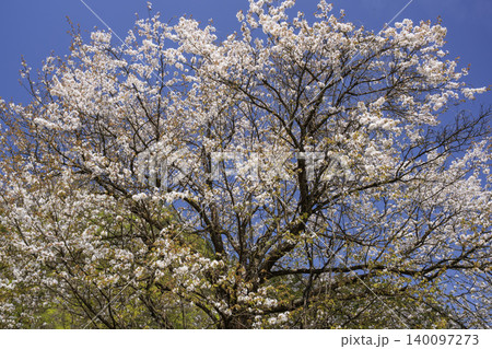 青空に映える満開の山桜 青空に映える満開の山桜 140097273