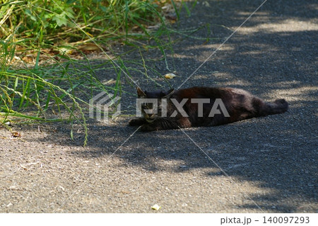 相島 猫 相島 猫 140097293