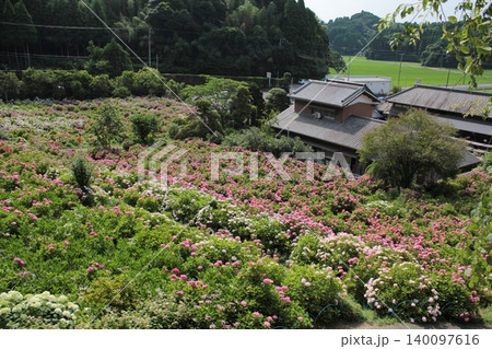 【千葉県茂原市】服部農園あじさい屋敷 のタグ 140097616