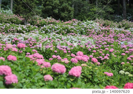 【千葉県茂原市】服部農園あじさい屋敷 のタグ 【千葉県茂原市】服部農園あじさい屋敷 のタグ 140097620