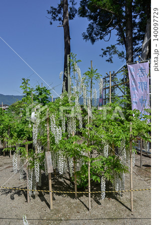 志那神社　白花藤 140097729