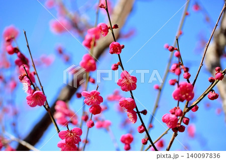 鮮やか　紅梅の花　一重咲き 140097836