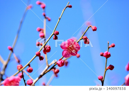 鮮やか　紅梅の花　一重咲き 140097838