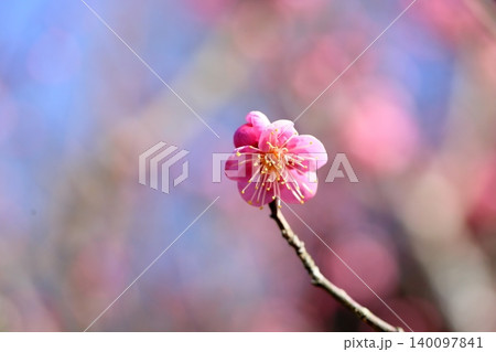 可愛い　ピンクの梅の花　道知辺 140097841