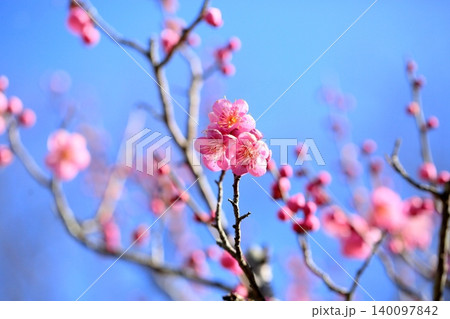 可愛い ピンクの梅の花 道知辺 可愛い ピンクの梅の花 道知辺 140097842