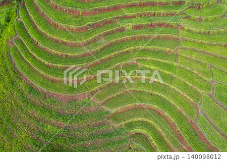 rice field at Mae Cham Chiangmai Northern Thailand 140098012