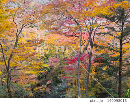 Autumn leaves of red color maple tree, fall season change Autumn leaves of red color maple tree, fall season change 140098018