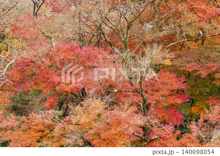 Autumn leaves of red color maple tree, fall season change Autumn leaves of red color maple tree, fall season change 140098054