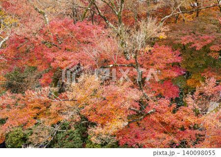Autumn leaves of red color maple tree, fall season change Autumn leaves of red color maple tree, fall season change 140098055
