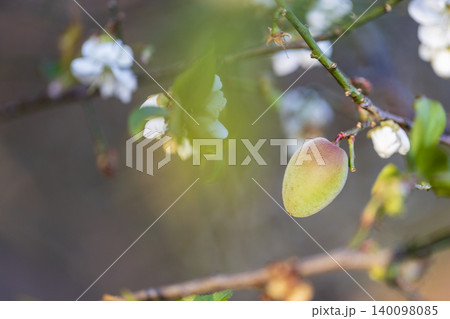 White plum tree flowers., on the tree 140098085