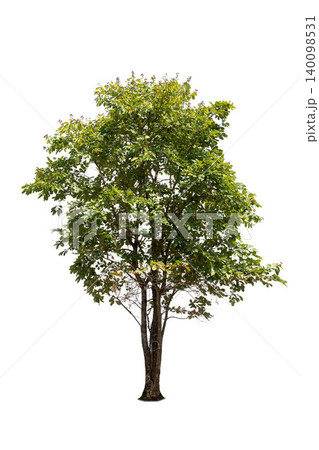 Isolated trees on white background. high qaulity tree on white background, full frame camera shoot for high resolution picture for both printing and web pages. Isolated trees on white background. high qaulity tree on white background, full frame camera shoot for high resolution picture for both printing and web pages. 140098531