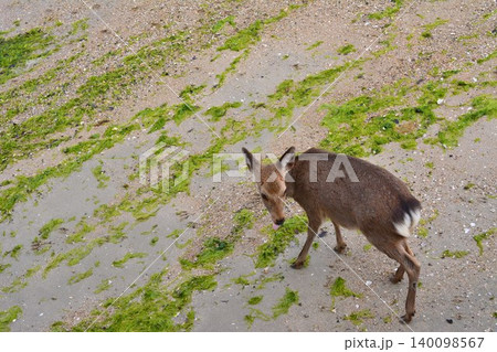 草を食べる鹿 草を食べる鹿 140098567