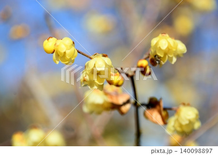 明るい ロウバイの花 冬の彩 明るい ロウバイの花 冬の彩 140098897