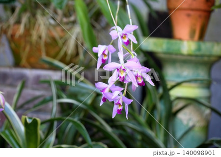 ランの花 レリア アンセプス ランの花 レリア アンセプス 140098901