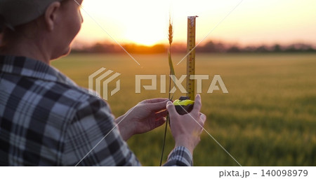 Agronomist with ruler in wheat field. Woman measures crop to check crop quality and crop readiness. Quality control supports modern crop production. Agronomist inspects wheat field Agronomist with ruler in wheat field. Woman measures crop to check crop quality and crop readiness. Quality control supports modern crop production. Agronomist inspects wheat field 140098979