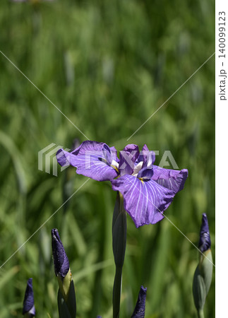 初夏に咲く紫の花菖蒲 初夏に咲く紫の花菖蒲 140099123