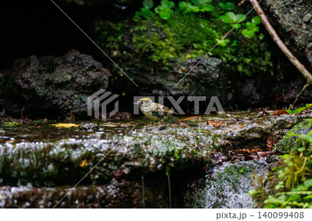 水浴びをする日本最小の鳥キクイタダキ。山梨県富士吉田市大洞の水場-2025 山中湖の別荘地内にある 水浴びをする日本最小の鳥キクイタダキ。山梨県富士吉田市大洞の水場-2025 山中湖の別荘地内にある 140099408