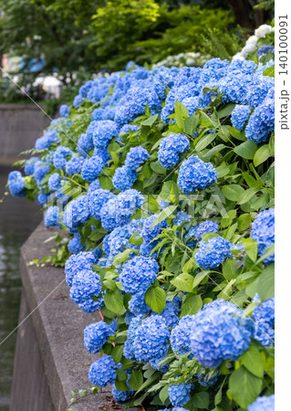 川沿いに咲く青い紫陽花の群生 縦構図 川沿いに咲く青い紫陽花の群生 縦構図 140100091