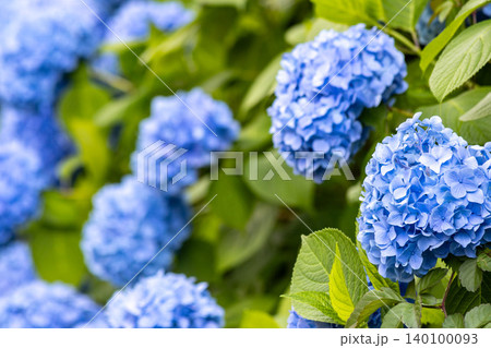 青い紫陽花の花をクローズアップした初夏の背景素材 青い紫陽花の花をクローズアップした初夏の背景素材 140100093