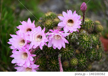 満開のエキノプシスの花群 満開のエキノプシスの花群 140100362