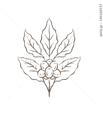 A Beautiful Botanical Coffee Plant Branch With Leaves And Berries Vector Illustration A Beautiful Botanical Coffee Plant Branch With Leaves And Berries Vector Illustration 140100537