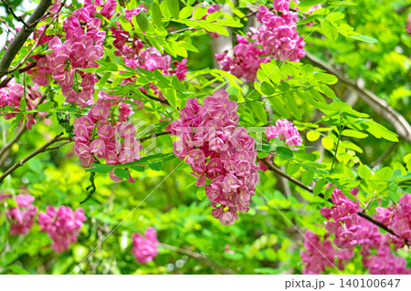 ピンク色の花と楕円形の葉のニセアカシアの木(春、四月) ピンク色の花と楕円形の葉のニセアカシアの木(春、四月) 140100647