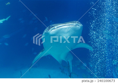 Gentle giant whale shark swims gracefully through clear blue ocean waters 140100673