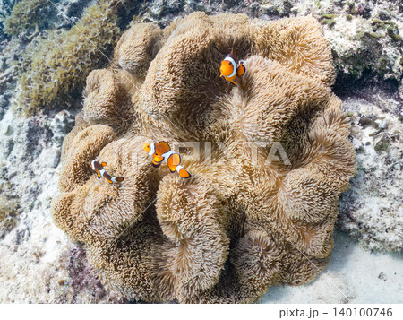 カクレクマノミ一家。ハタゴイソギンチャク群生。美しいサンゴ礁と熱帯魚の群れ。 阿嘉島前浜ビーチ 140100746