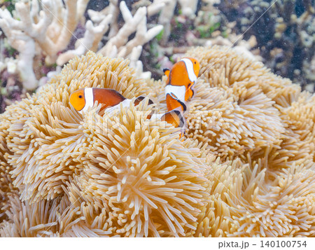 カクレクマノミ一家。ハタゴイソギンチャク群生。美しいサンゴ礁と熱帯魚の群れ。 阿嘉島前浜ビーチ 140100754