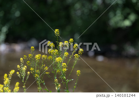 日本の清流と小川の自然風景 春の訪れを感じる菜の花と水が流れる清涼感のある癒しのイメージ 日本の清流と小川の自然風景 春の訪れを感じる菜の花と水が流れる清涼感のある癒しのイメージ 140101244