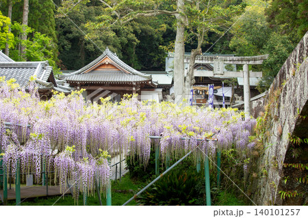 西寒多神社の藤 西寒多神社の藤 140101257