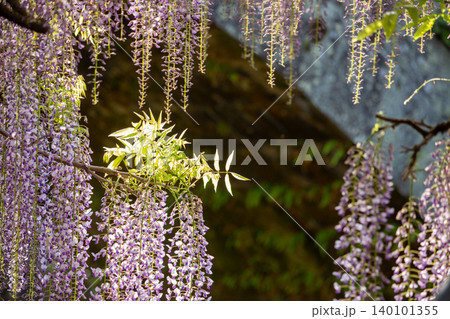 西寒多神社の藤の花 140101355
