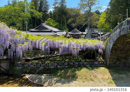 西寒多神社の藤の花 140101358