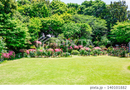 東京都 文京区 鳩山会館 中庭 五月のバラ園 東京都 文京区 鳩山会館 中庭 五月のバラ園 140101882