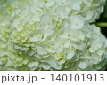 クリーム色の花を咲かせる柏葉紫陽花 ハーモニー 140101913