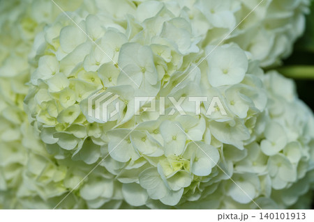 クリーム色の花を咲かせる柏葉紫陽花 ハーモニー クリーム色の花を咲かせる柏葉紫陽花 ハーモニー 140101913