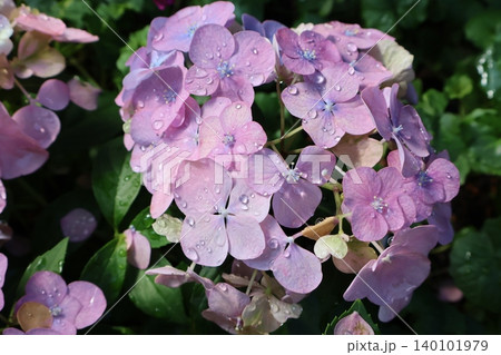雨上がりの紫陽花ラグランジアオーロランジュ 雨上がりの紫陽花ラグランジアオーロランジュ 140101979