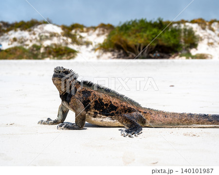 Marine iguana basking on Tortuga Bay beach, Galapagos, Ecuador Marine iguana basking on Tortuga Bay beach, Galapagos, Ecuador 140101987