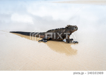 Marine iguana on the sandy shores of Isabela Island, Galapagos Archipelago, Ecuador Marine iguana on the sandy shores of Isabela Island, Galapagos Archipelago, Ecuador 140101989