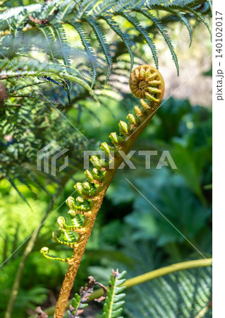 Young curled fern frond unfurling in a lush green environment 140102017
