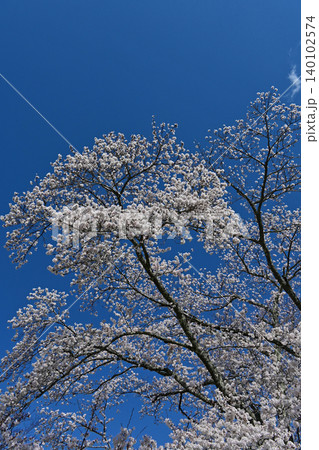 快晴の深い青空に映える満開の桜ソメイヨシノ 福島県双葉郡の宝泉寺境内に咲き誇る美しい春景色 快晴の深い青空に映える満開の桜ソメイヨシノ 福島県双葉郡の宝泉寺境内に咲き誇る美しい春景色 140102574
