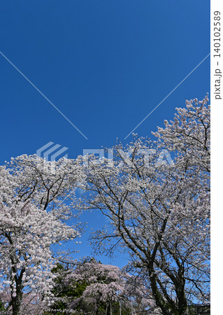 快晴の深い青空に映える満開の桜ソメイヨシノと奥に佇む紅枝垂桜 福島県双葉郡の宝泉寺境内の美しい春景色 快晴の深い青空に映える満開の桜ソメイヨシノと奥に佇む紅枝垂桜 福島県双葉郡の宝泉寺境内の美しい春景色 140102589