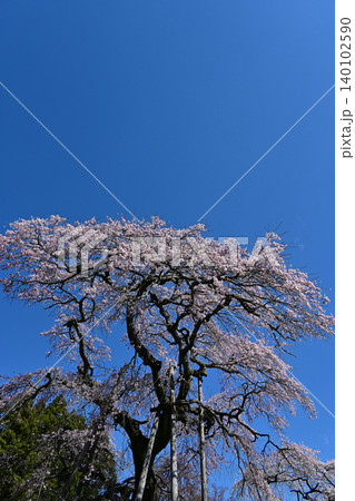 快晴の深い青空に見上げる満開の紅枝垂桜の大木 福島県双葉郡の宝泉寺境内に佇む天然記念物の春景色 快晴の深い青空に見上げる満開の紅枝垂桜の大木 福島県双葉郡の宝泉寺境内に佇む天然記念物の春景色 140102590
