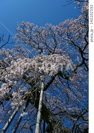 木製の支柱に支えられ満開に咲き誇る紅枝垂桜の古木 福島県双葉郡の宝泉寺境内の美しい春景色 140102592
