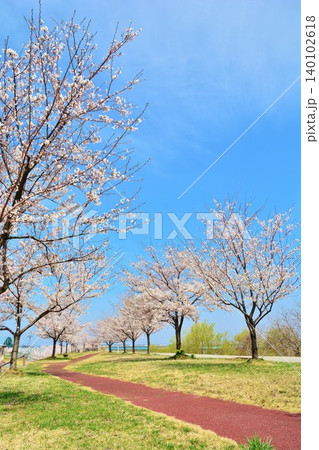 満開に咲く新潟県長岡市越路河川公園の桜 満開に咲く新潟県長岡市越路河川公園の桜 140102618