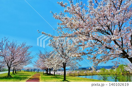 満開に咲く新潟県長岡市越路河川公園の桜 満開に咲く新潟県長岡市越路河川公園の桜 140102619